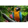 MANGIME TROPICAL PARROT ELEVAGE 12,5KG