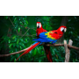 MANGIME TROPICAL PARROT ELEVAGE 12,5KG